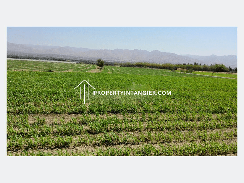 Finding a Farmland to buy in Tangier- With a guide